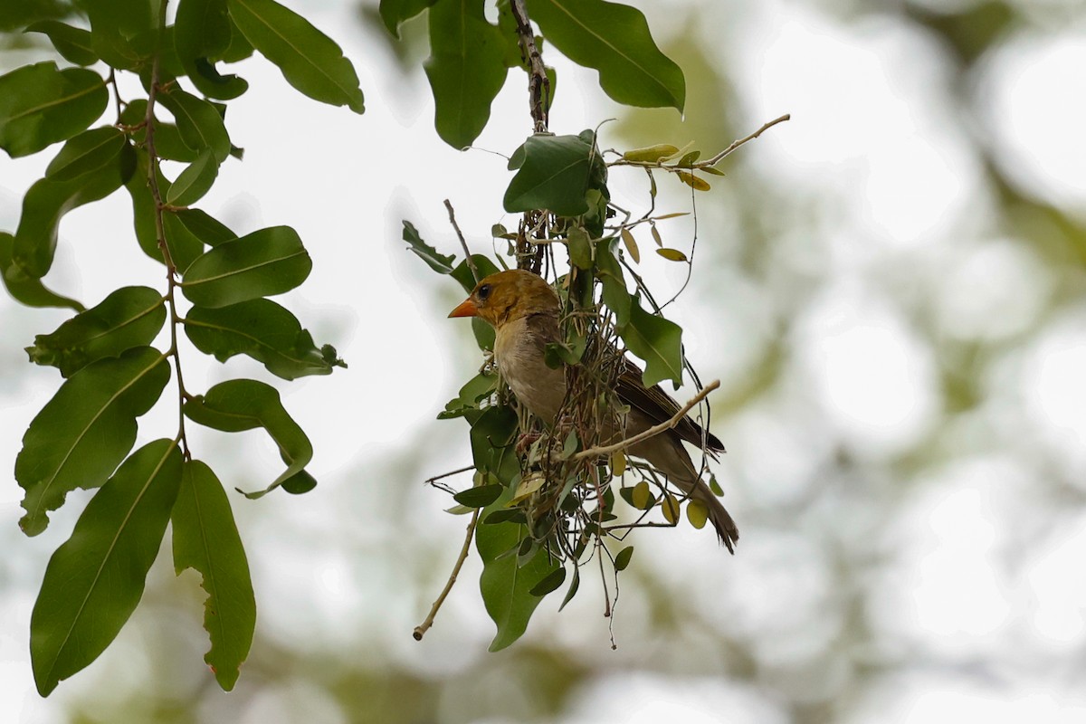 Red-headed Weaver - ML638282068