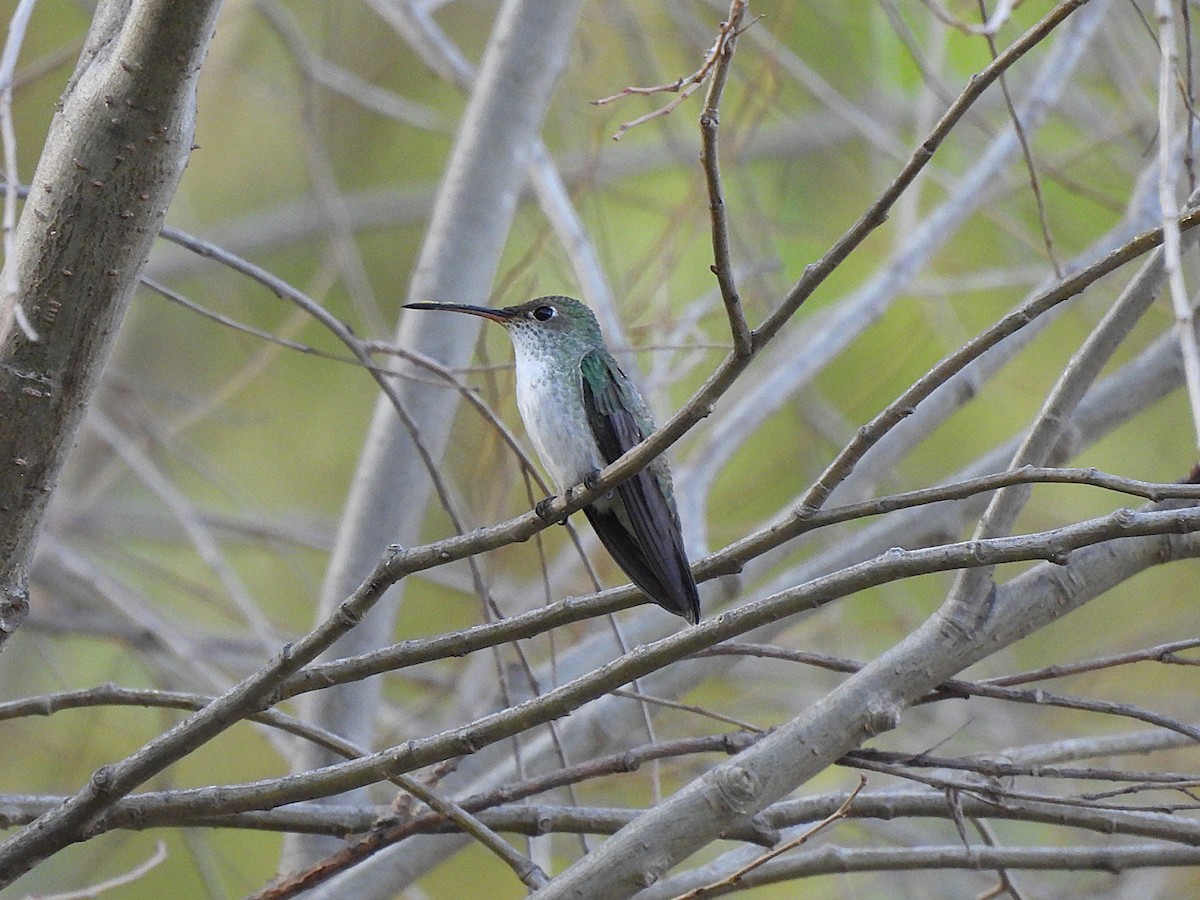 Gray-breasted Sabrewing - ML638282071