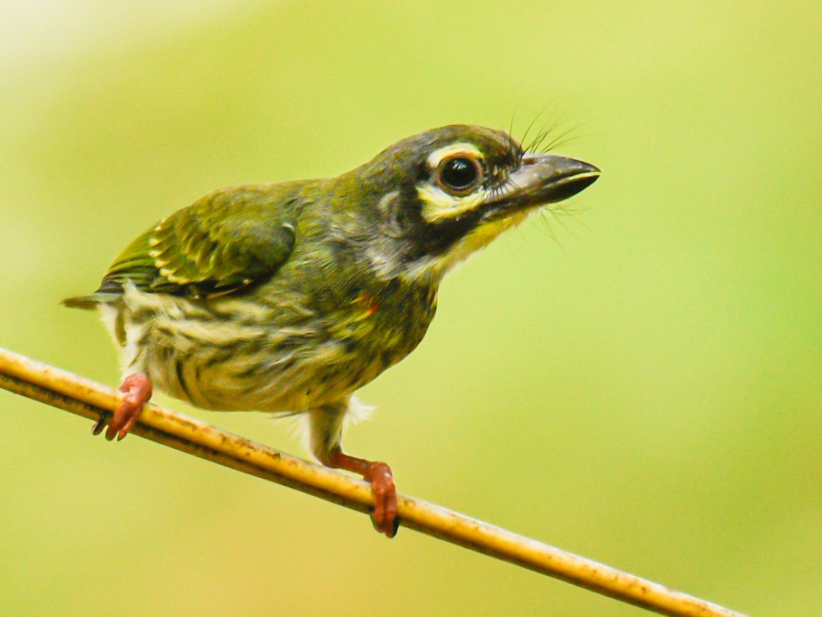 Coppersmith Barbet - ML638282073