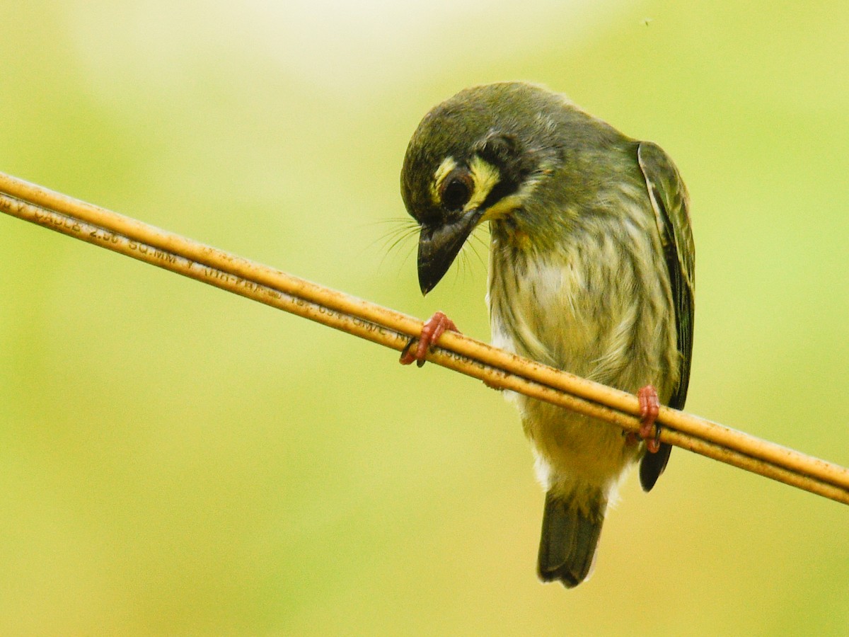 Coppersmith Barbet - ML638282074