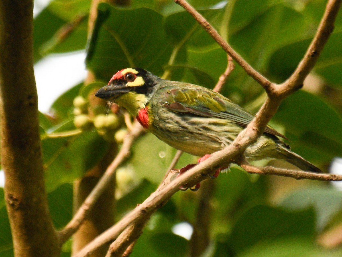 Coppersmith Barbet - ML638282076