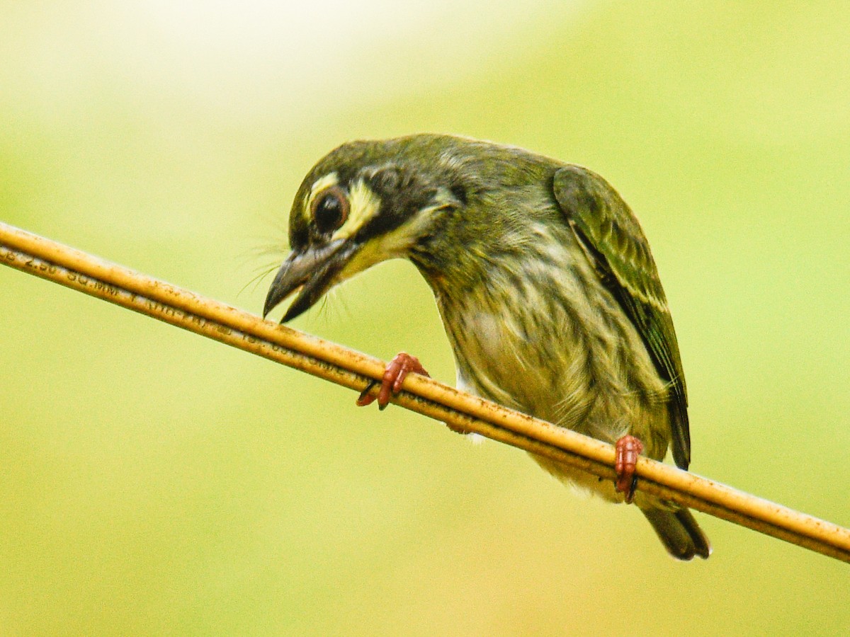 Coppersmith Barbet - ML638282077