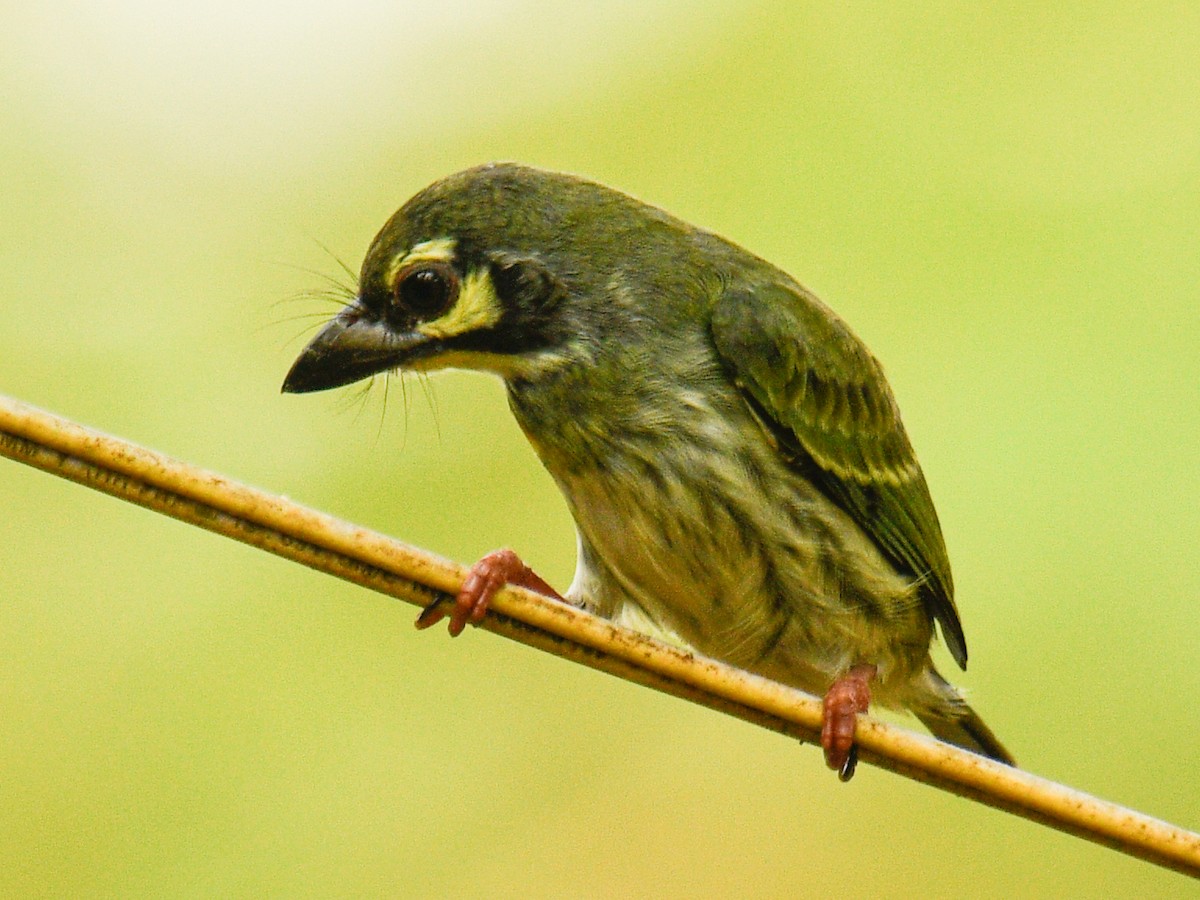 Coppersmith Barbet - ML638282078