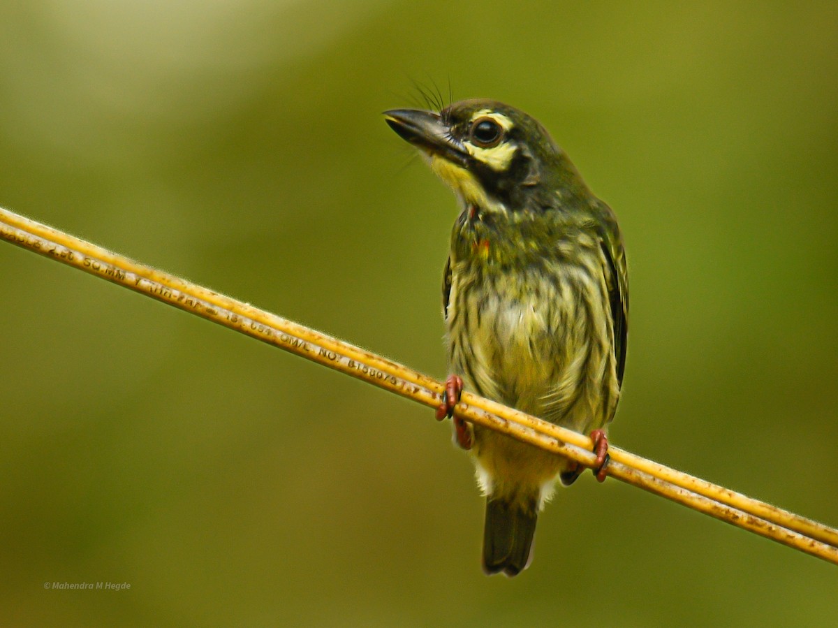 Coppersmith Barbet - ML638282079