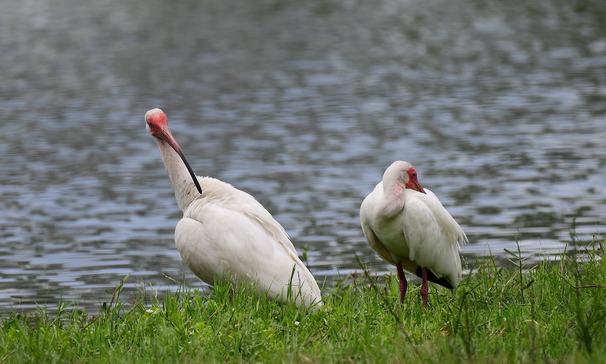 ibis bílý - ML638282081