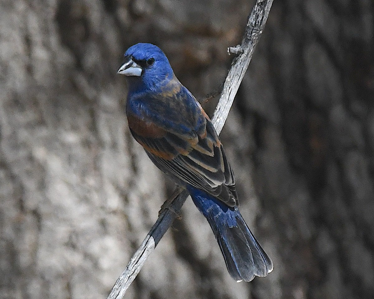 Blue Grosbeak - ML638282083