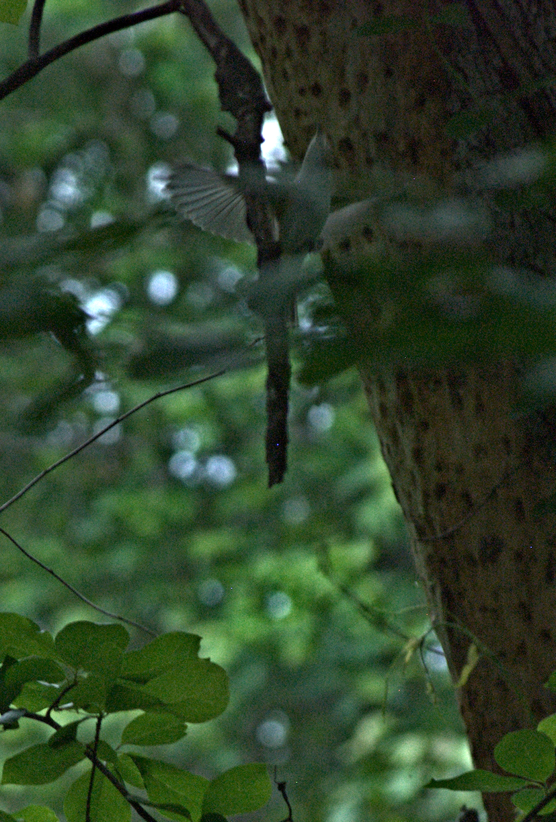 Warbling Vireo - ML638282084