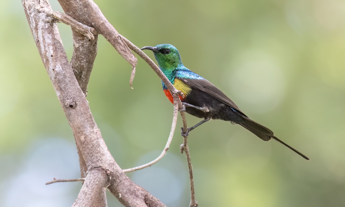 Gorgeous Sunbird - ML638282089