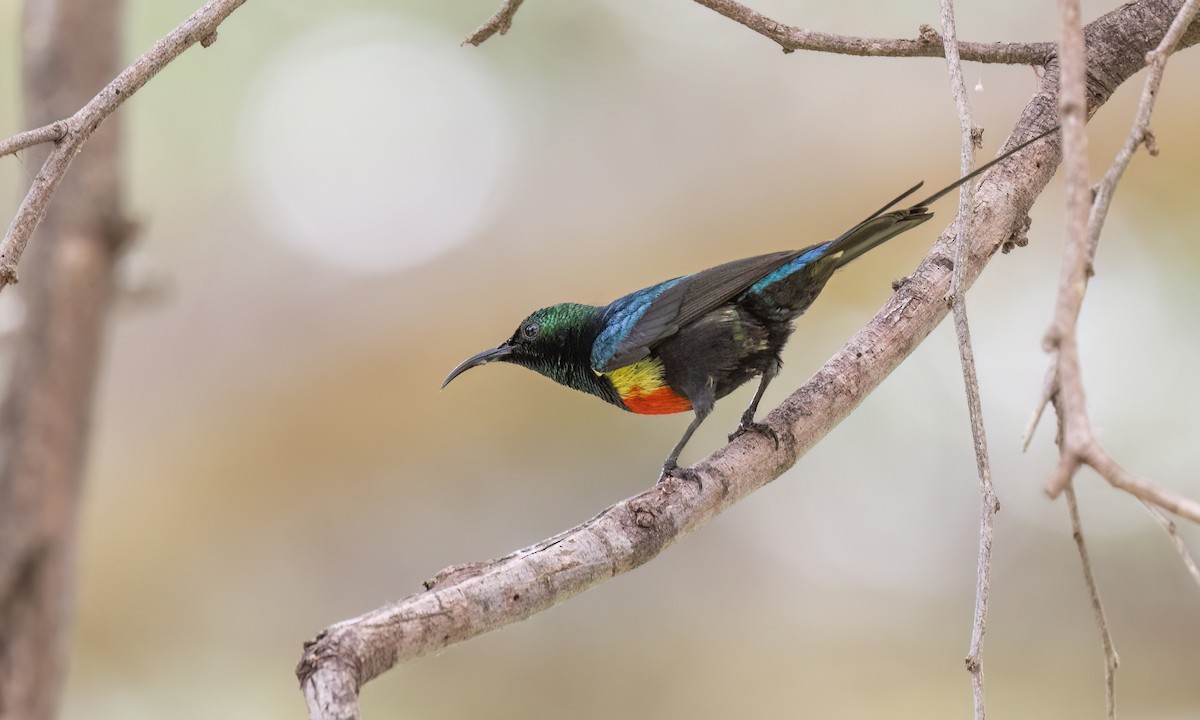 Gorgeous Sunbird - ML638282091