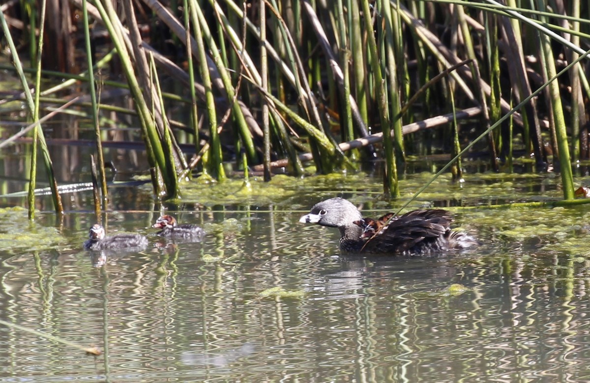 Pied-billed Grebe - ML638282095