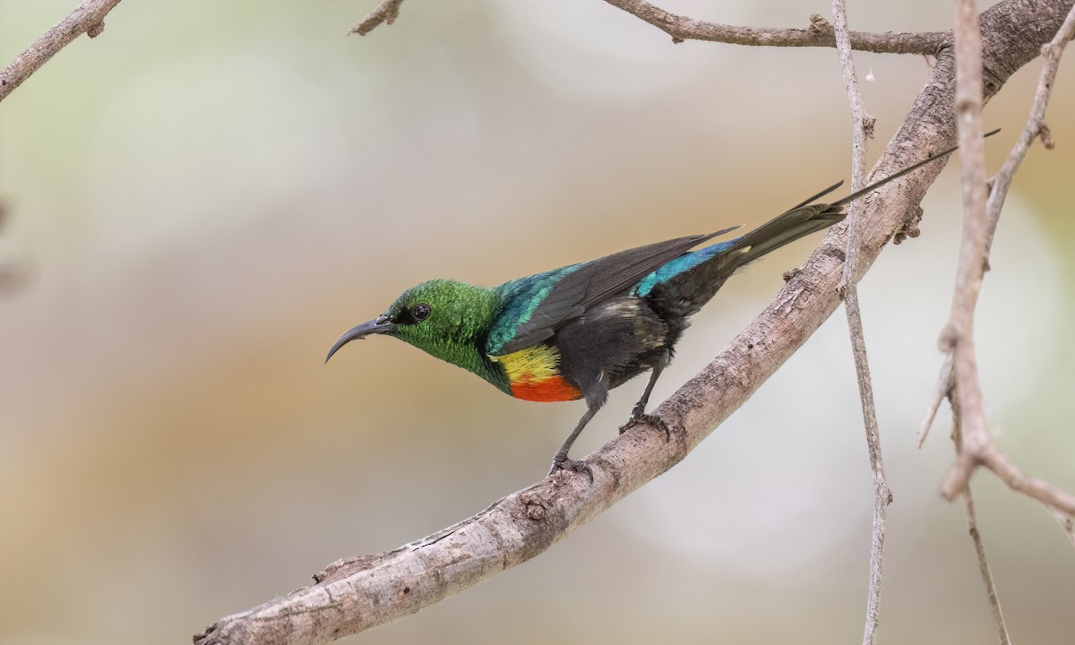 Gorgeous Sunbird - ML638282096