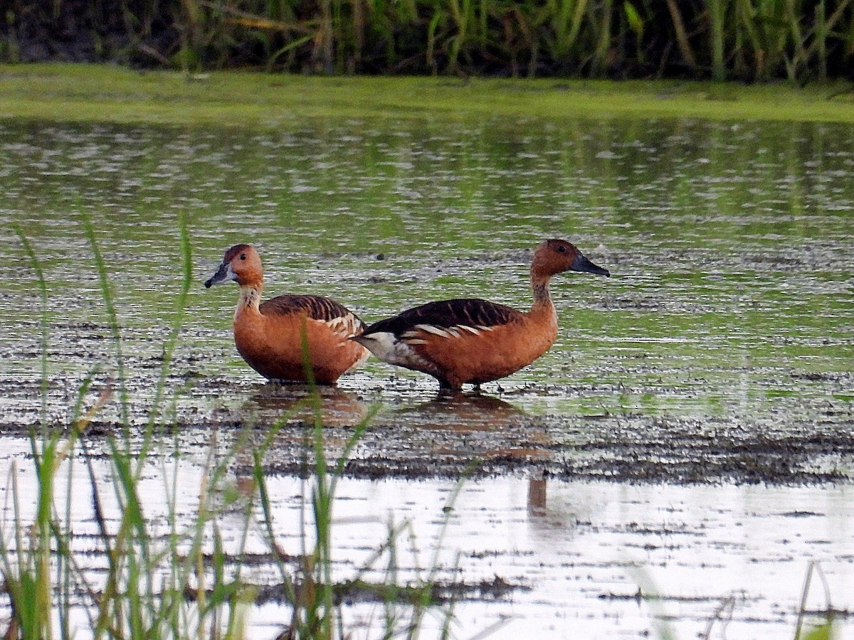 Fulvous Whistling-Duck - ML638282097