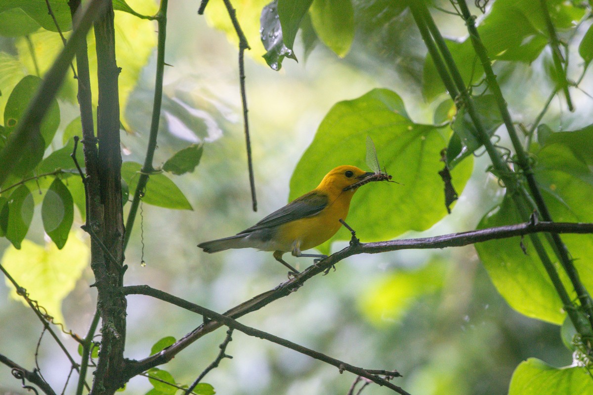 Prothonotary Warbler - ML638282098