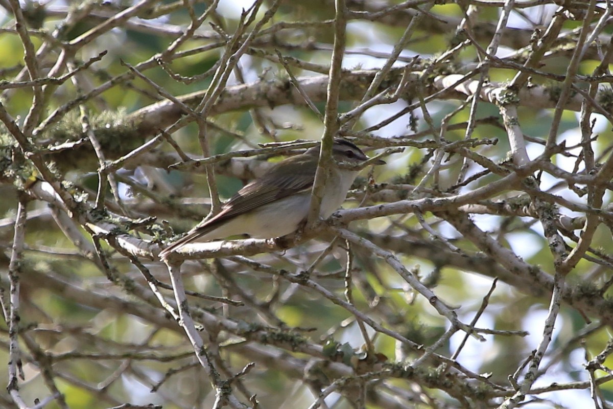 Red-eyed Vireo - ML638282104