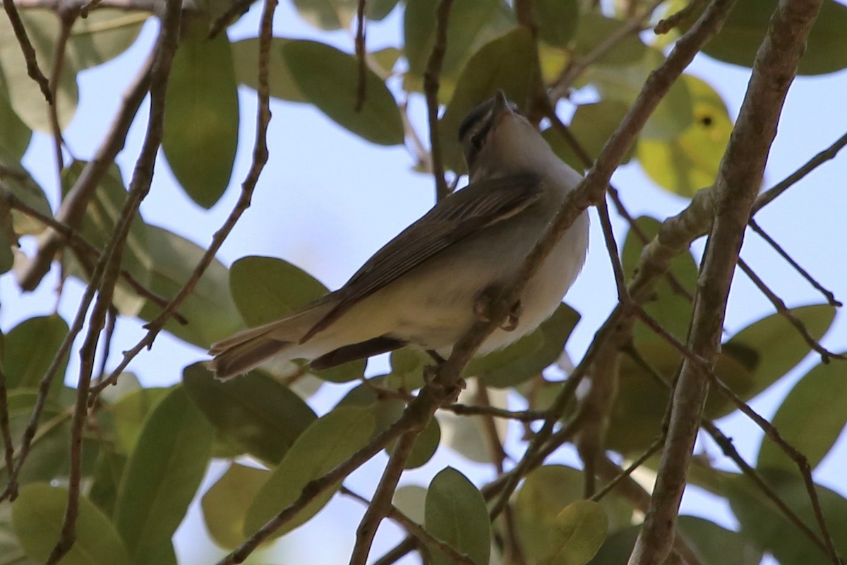 Red-eyed Vireo - ML638282105