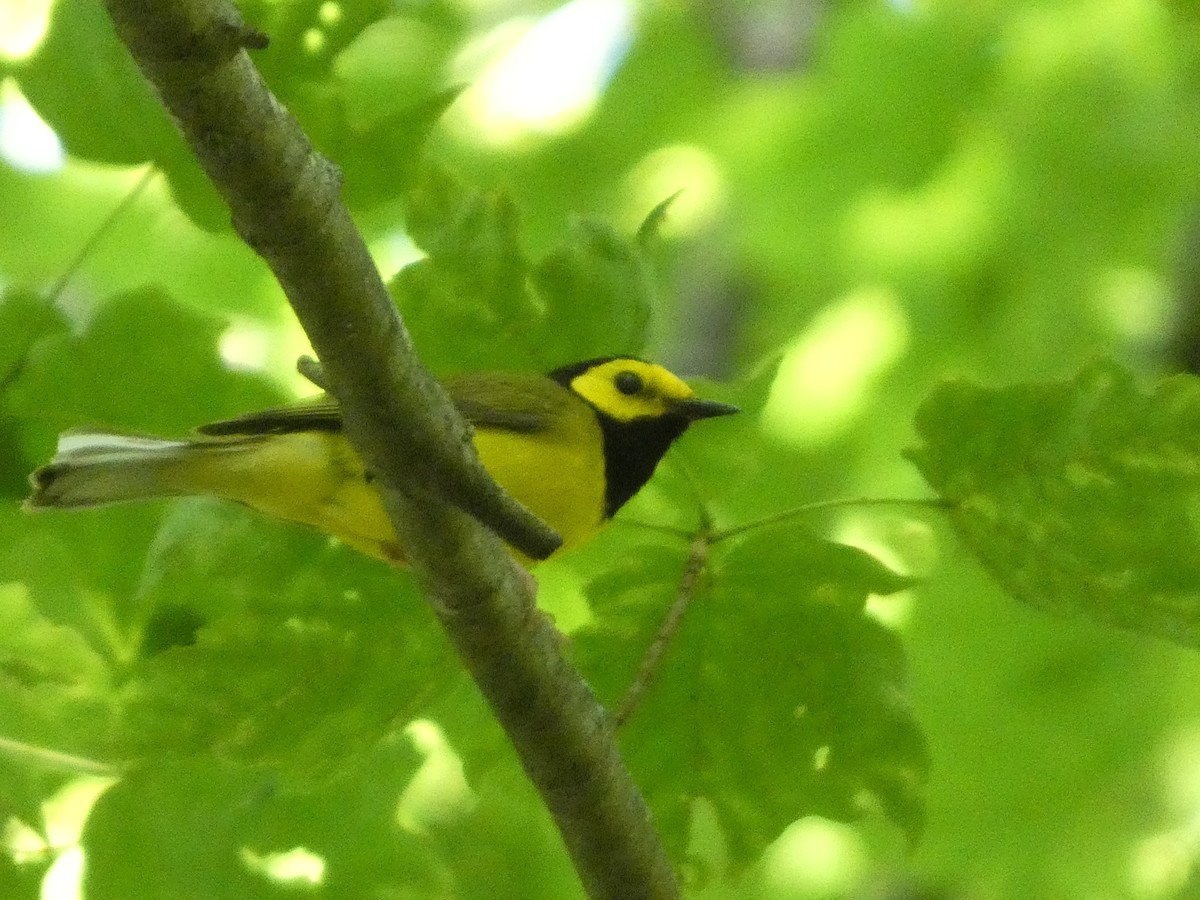 Hooded Warbler - ML638282113