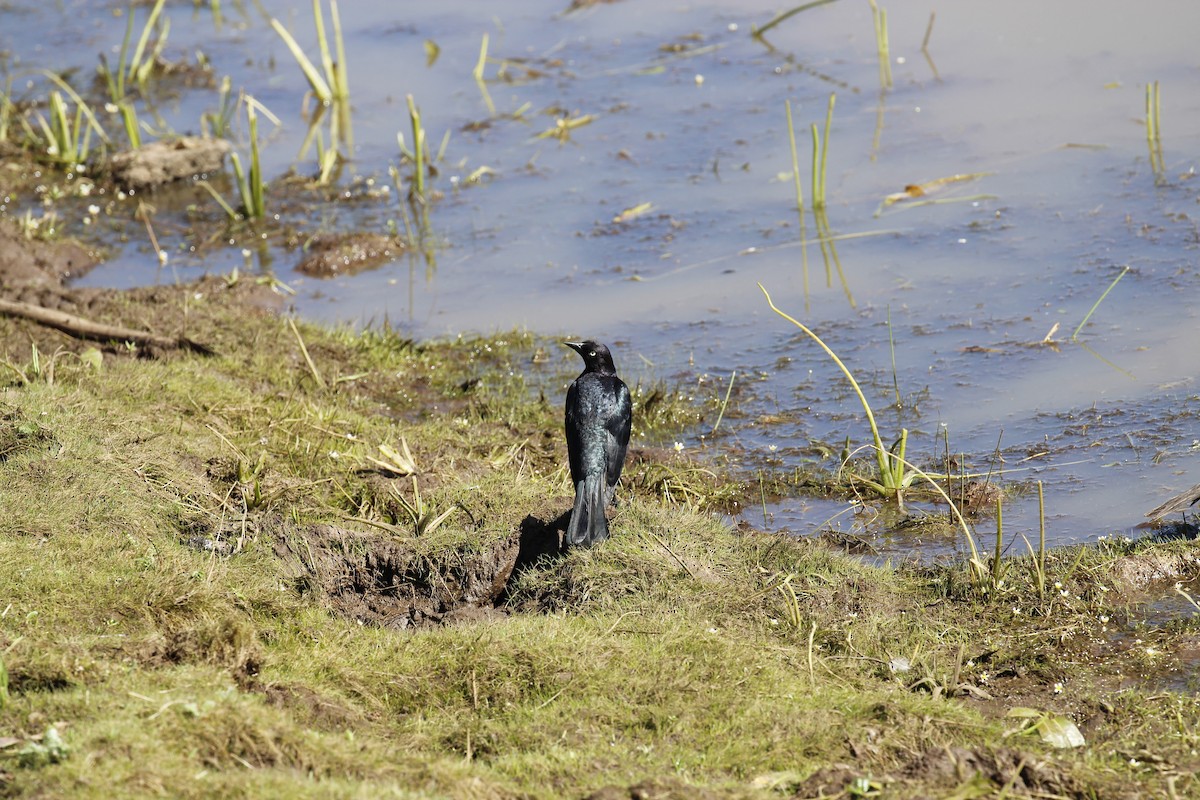 Brewer's Blackbird - ML638282114