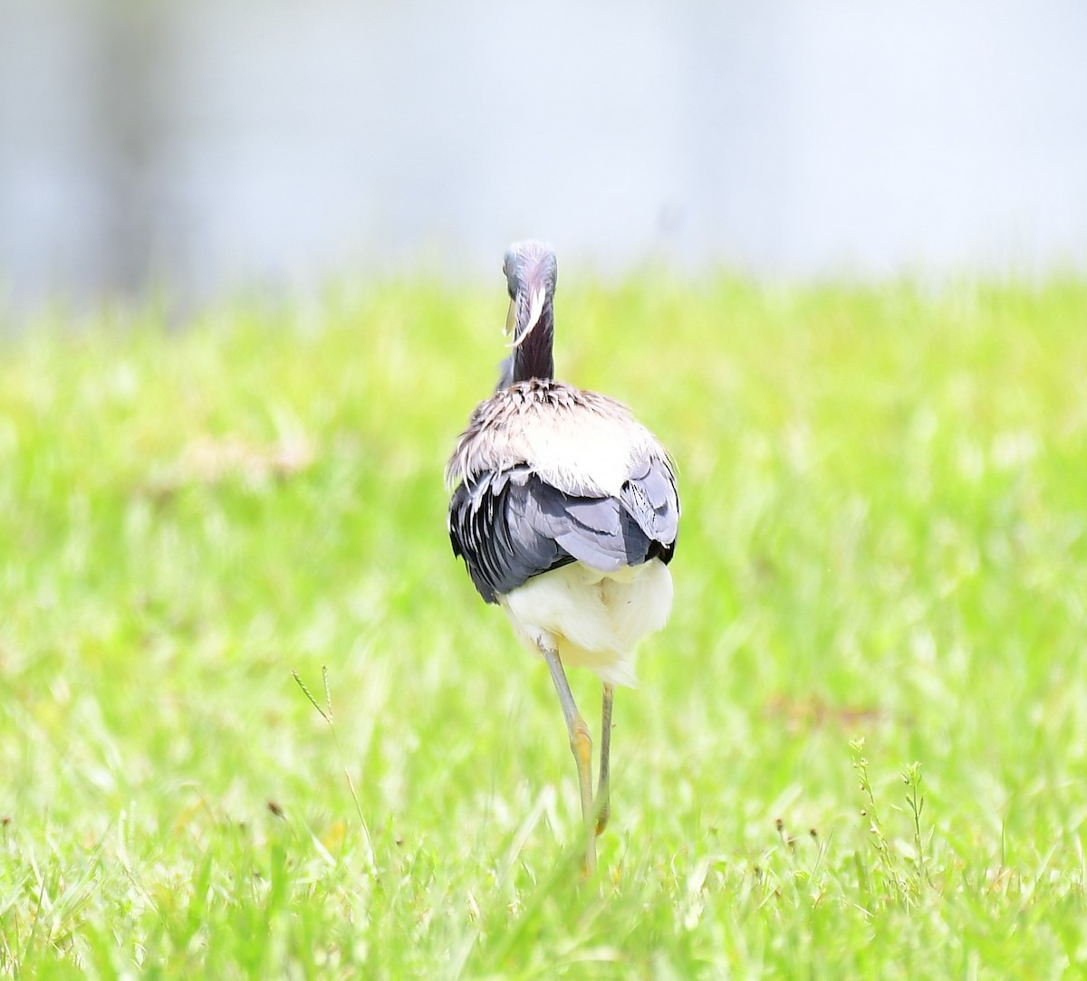 Tricolored Heron - ML638282125