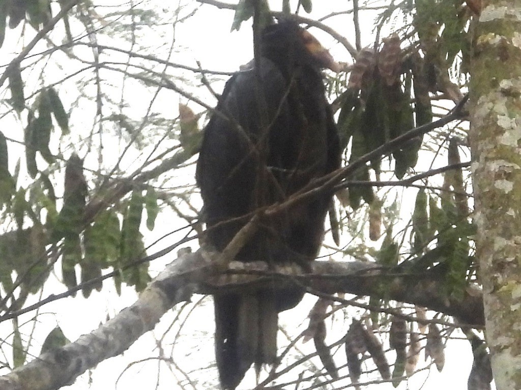 Lesser Yellow-headed Vulture - ML638282129