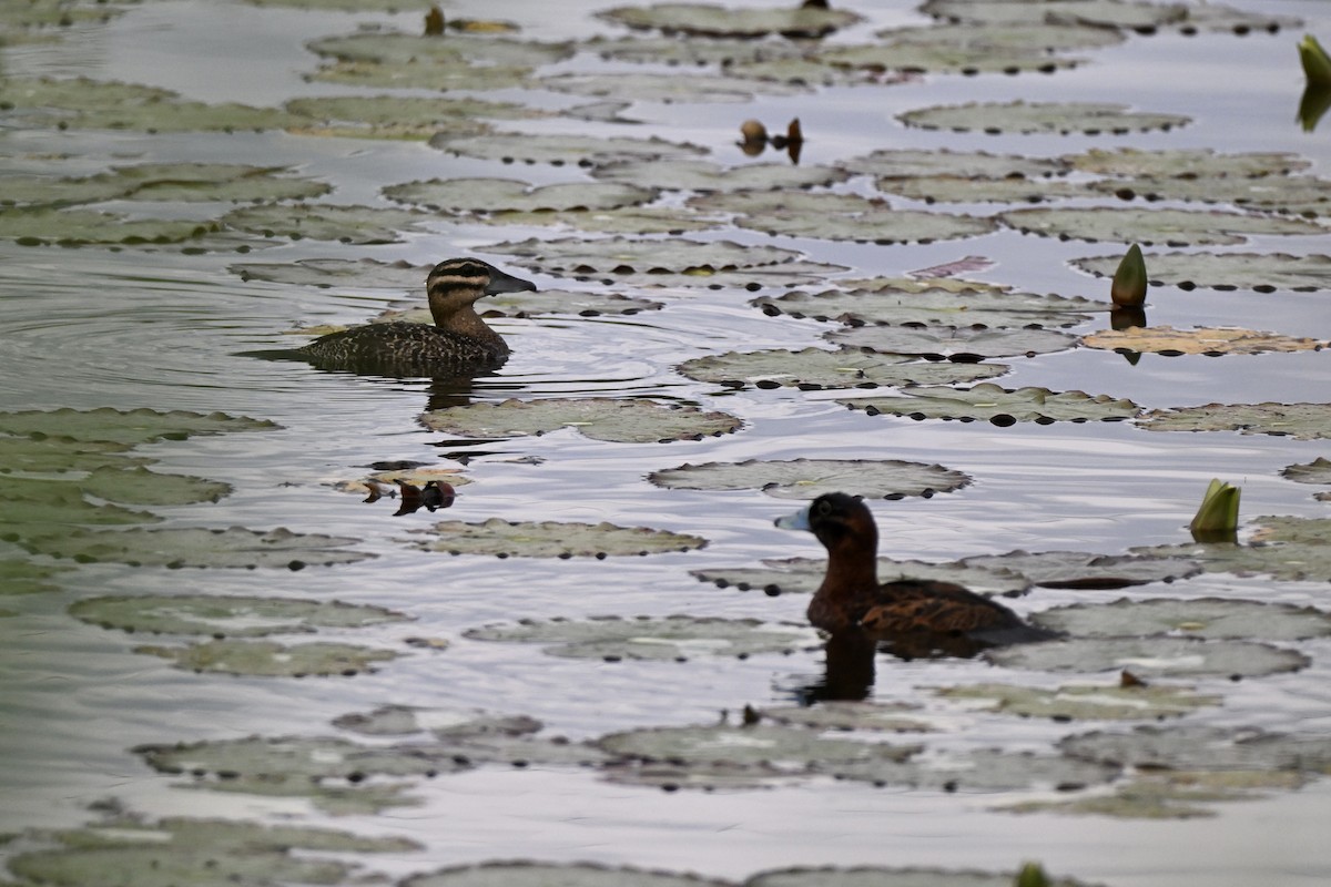 Masked Duck - ML638282142