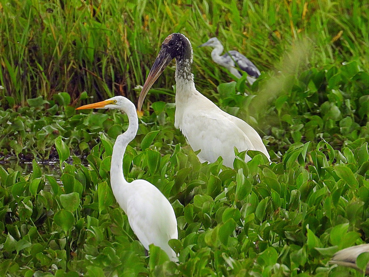 Wood Stork - ML638282143