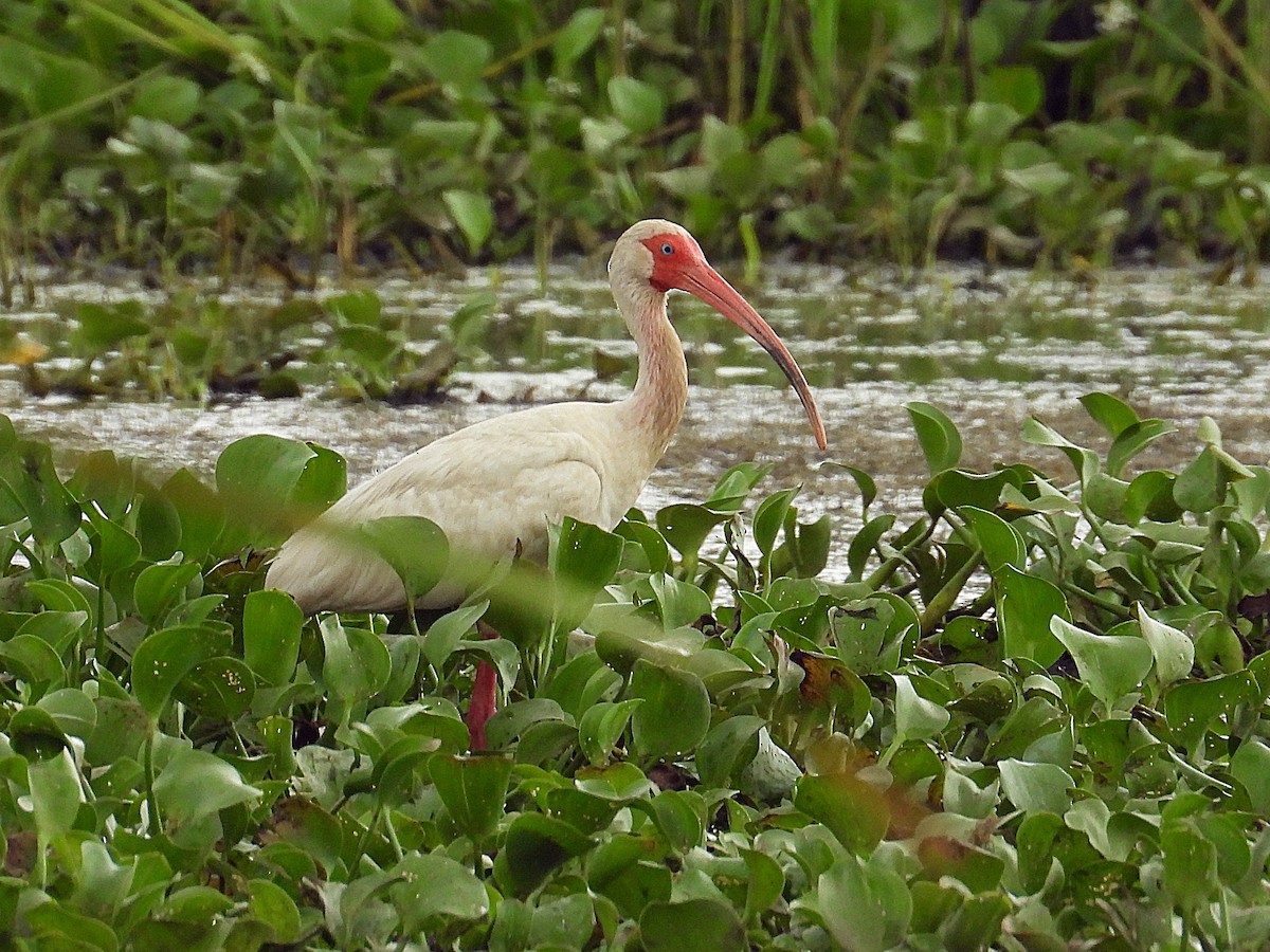 ibis bílý - ML638282150