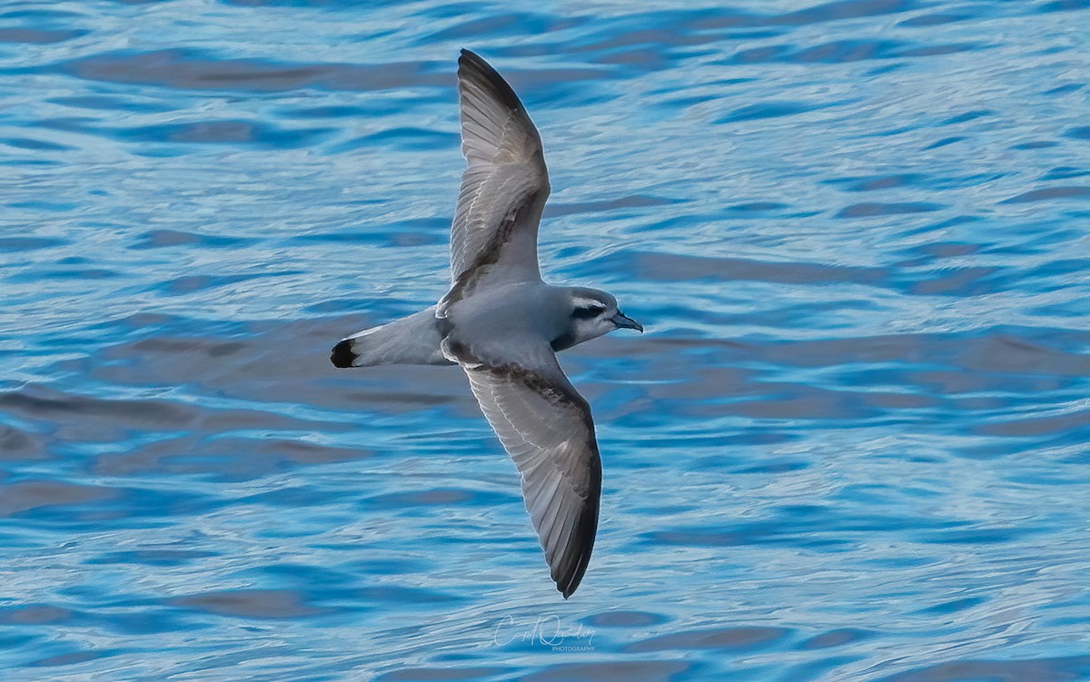 Antarctic Prion - ML638282151