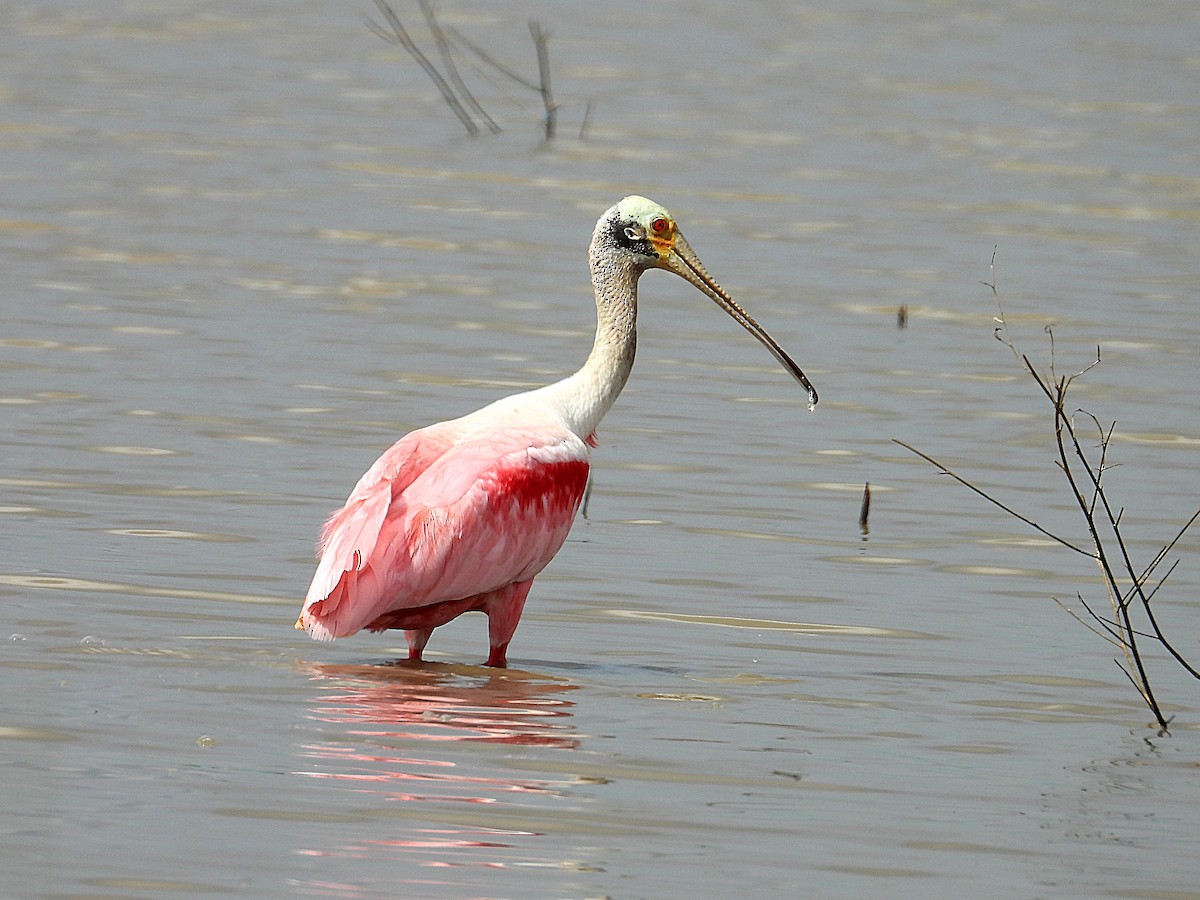Roseate Spoonbill - ML638282159