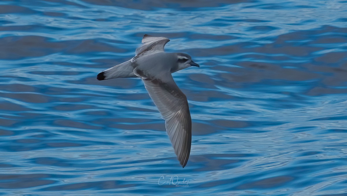 Antarctic Prion - ML638282160