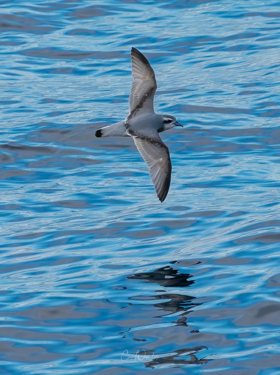 Antarctic Prion - ML638282162