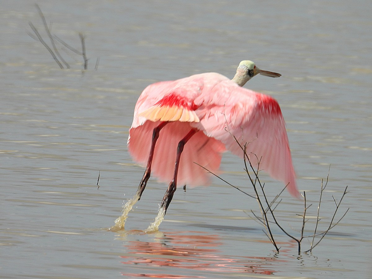 Roseate Spoonbill - ML638282163