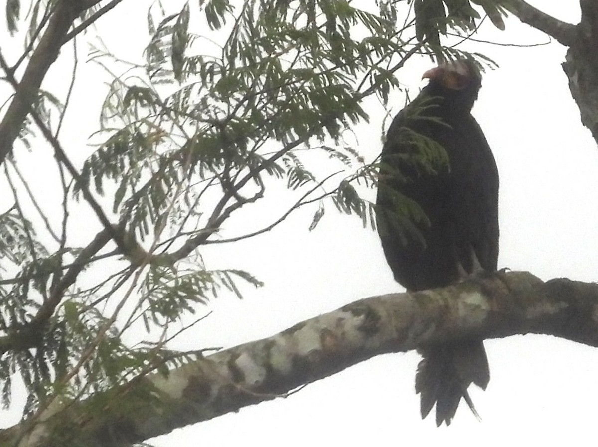Lesser Yellow-headed Vulture - ML638282170