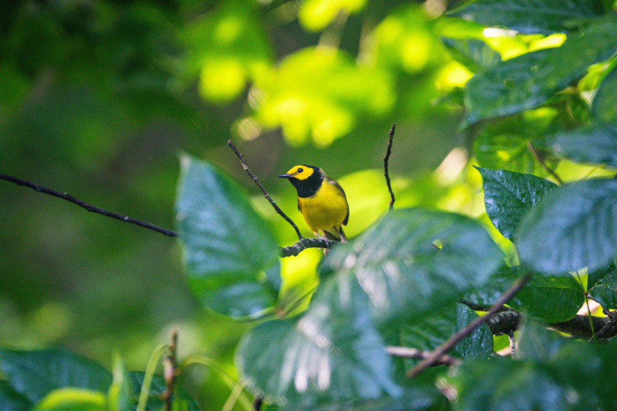 Hooded Warbler - ML638282173