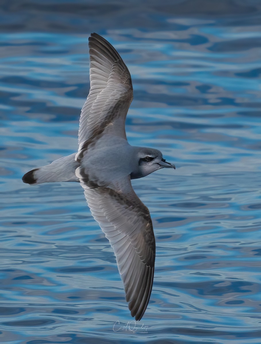 Antarctic Prion - ML638282180