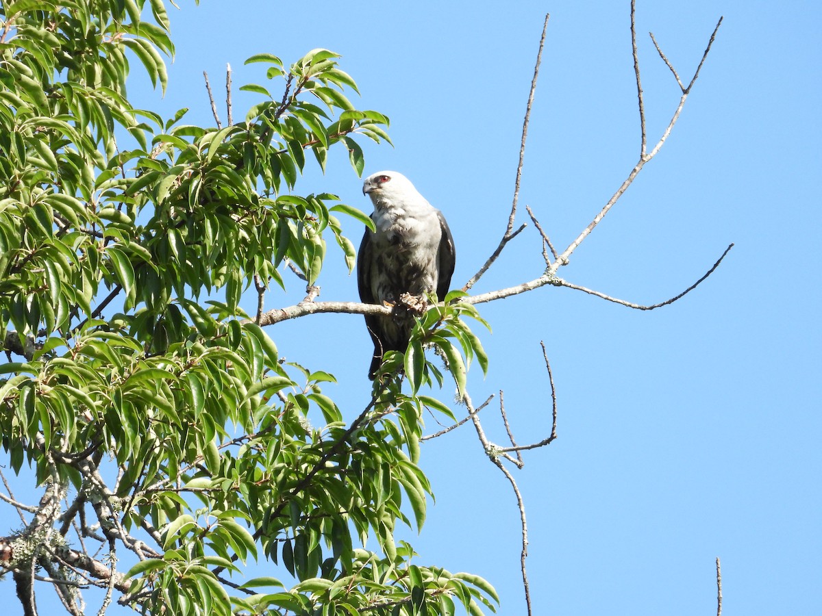 Mississippi Kite - ML638282181