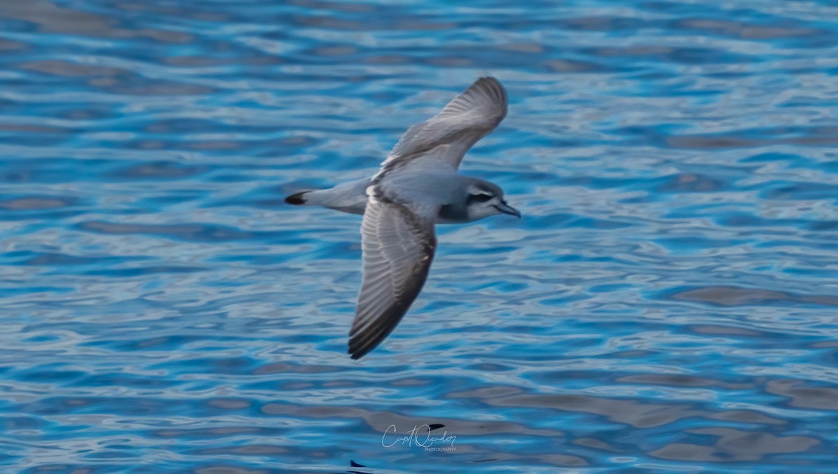 Antarctic Prion - ML638282183
