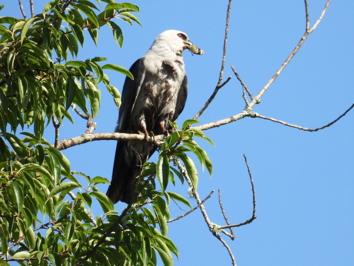 Mississippi Kite - ML638282184
