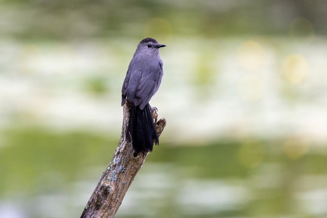 Gray Catbird - ML638282190