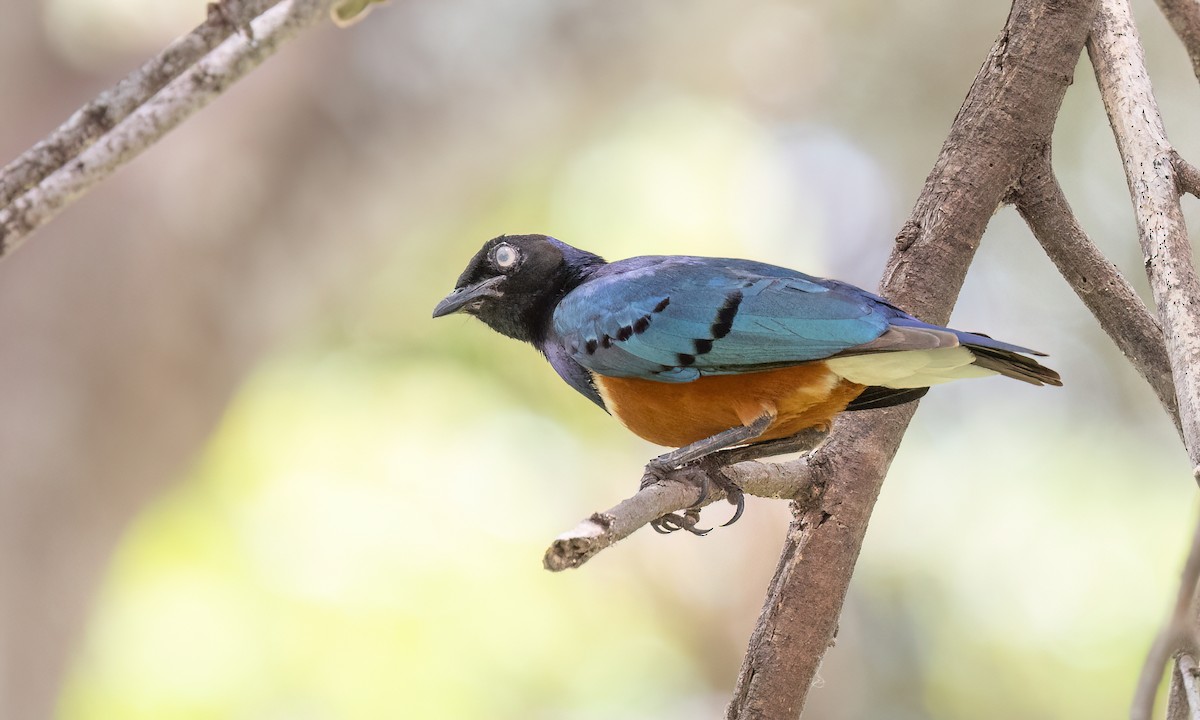 Superb Starling - ML638282196