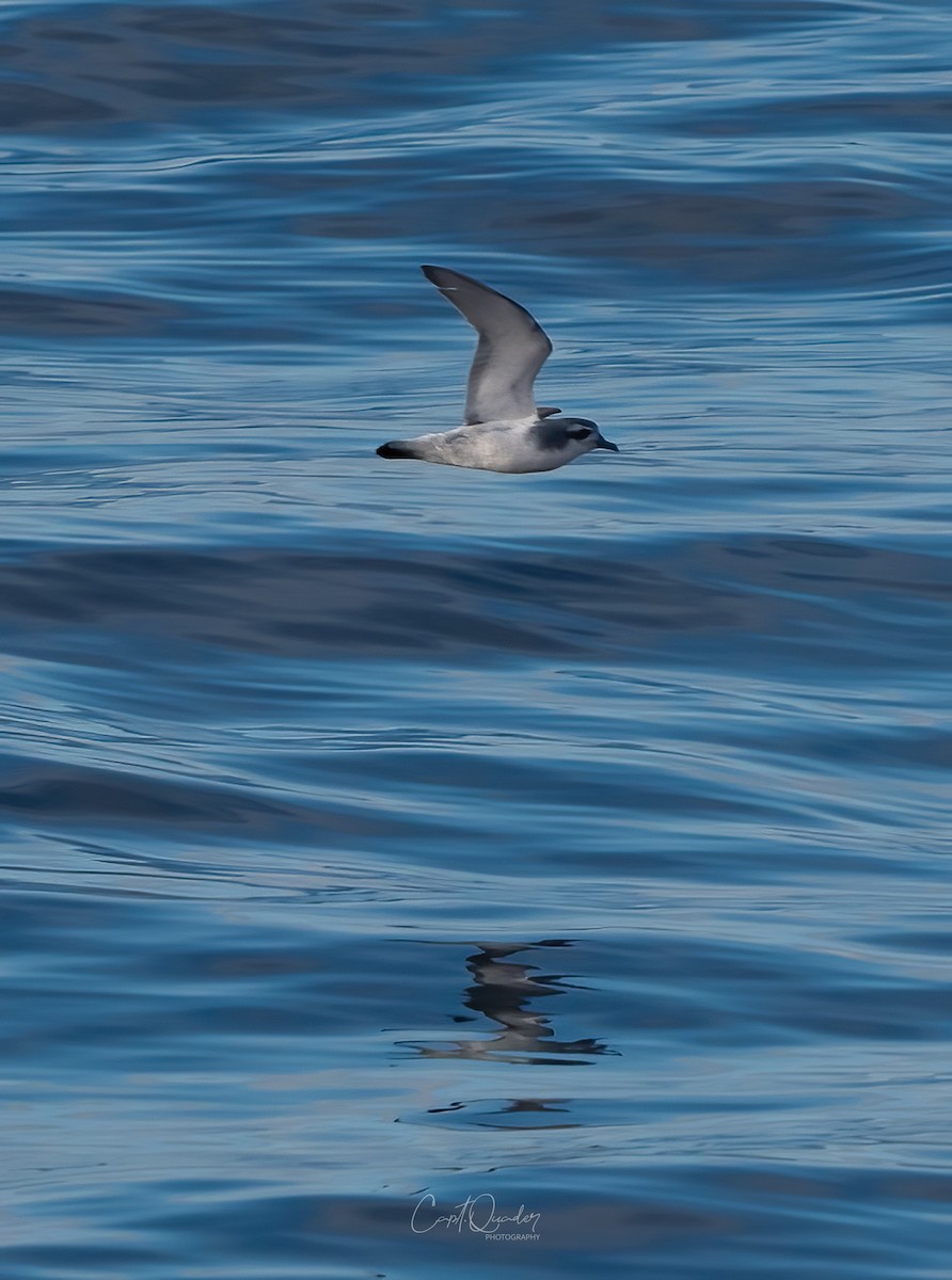 Antarctic Prion - ML638282197