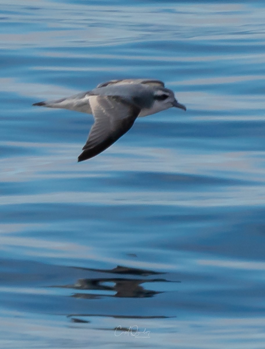 Antarctic Prion - ML638282201