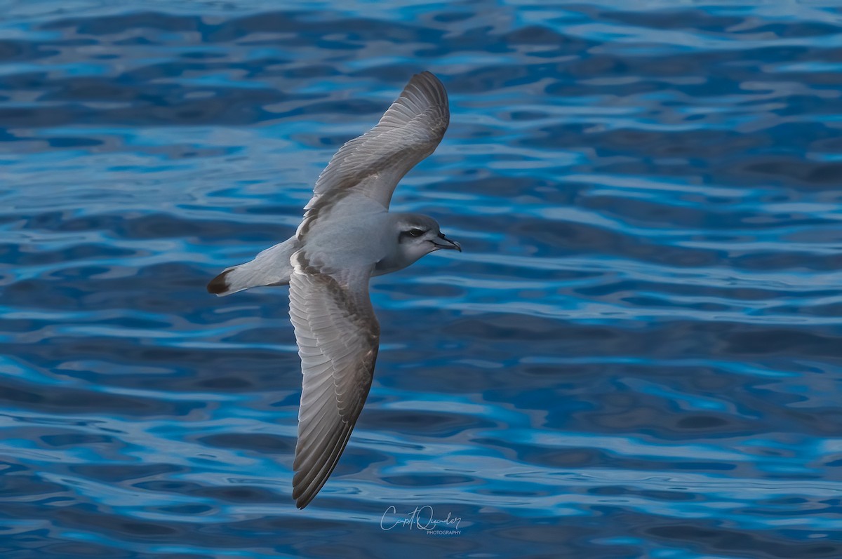 Antarctic Prion - ML638282203