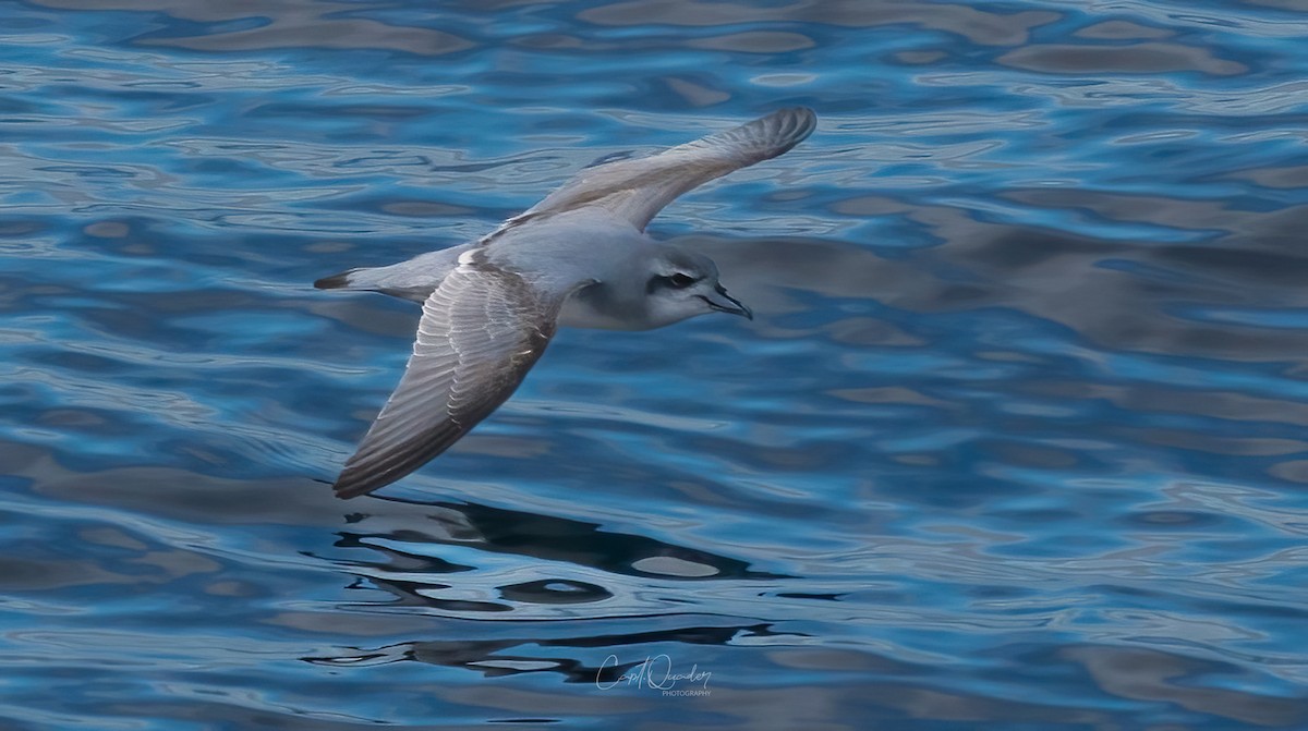 Antarctic Prion - ML638282207