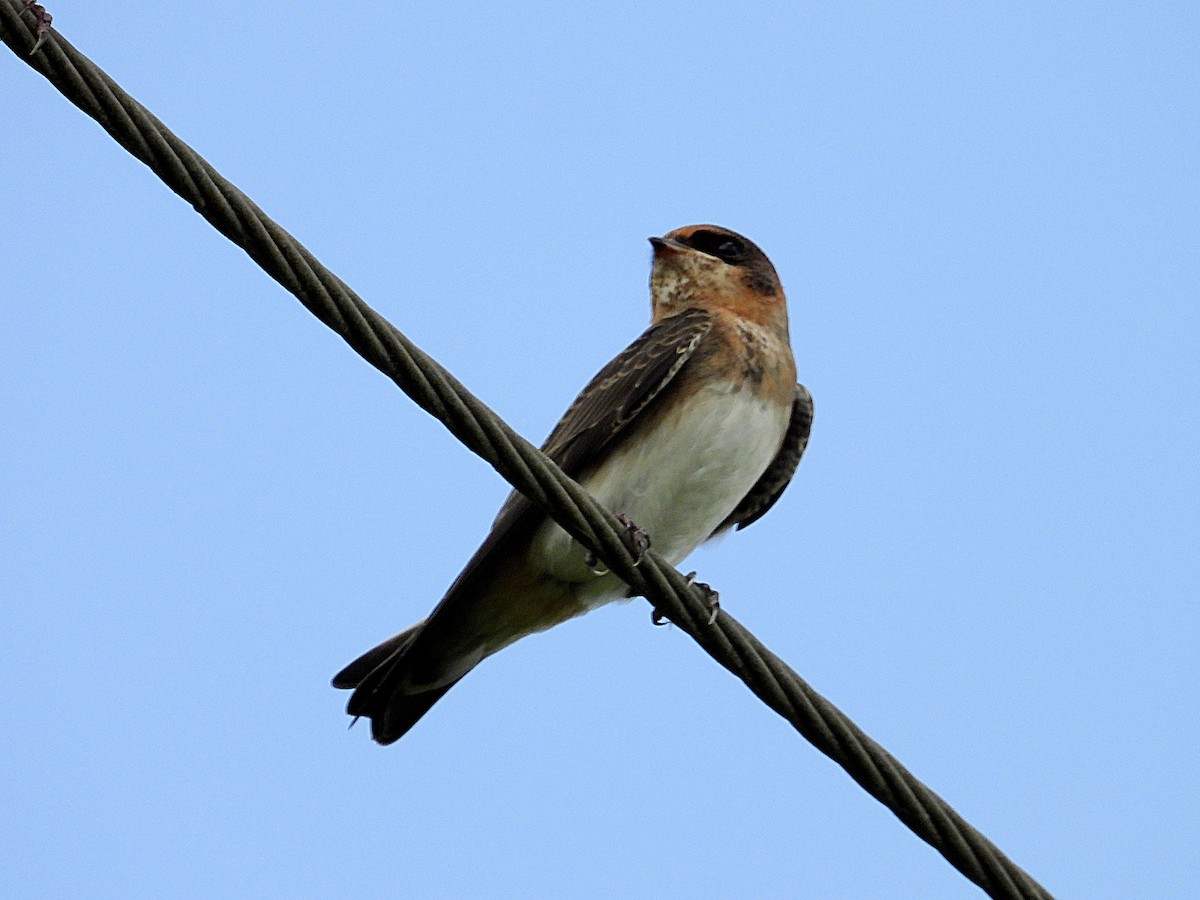 Cave Swallow - ML638282211