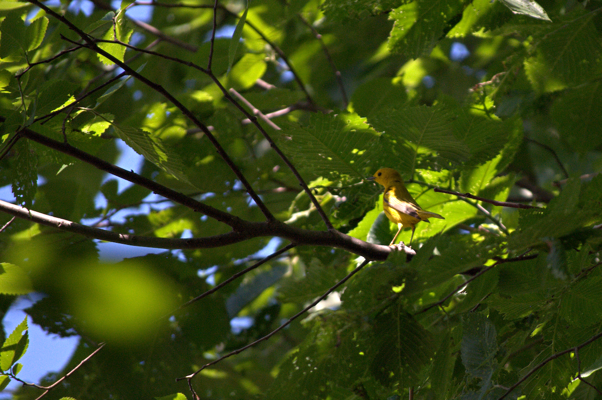 Yellow Warbler - ML638282215