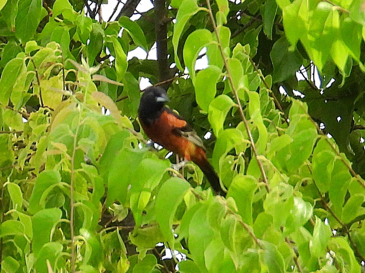 Orchard Oriole - ML638282216