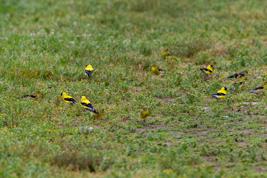 gulstillits - ML638282217
