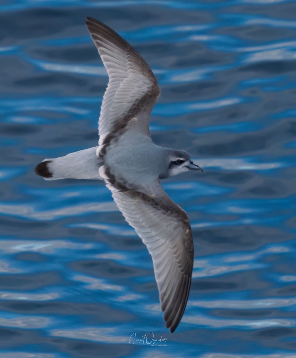 Antarctic Prion - ML638282220