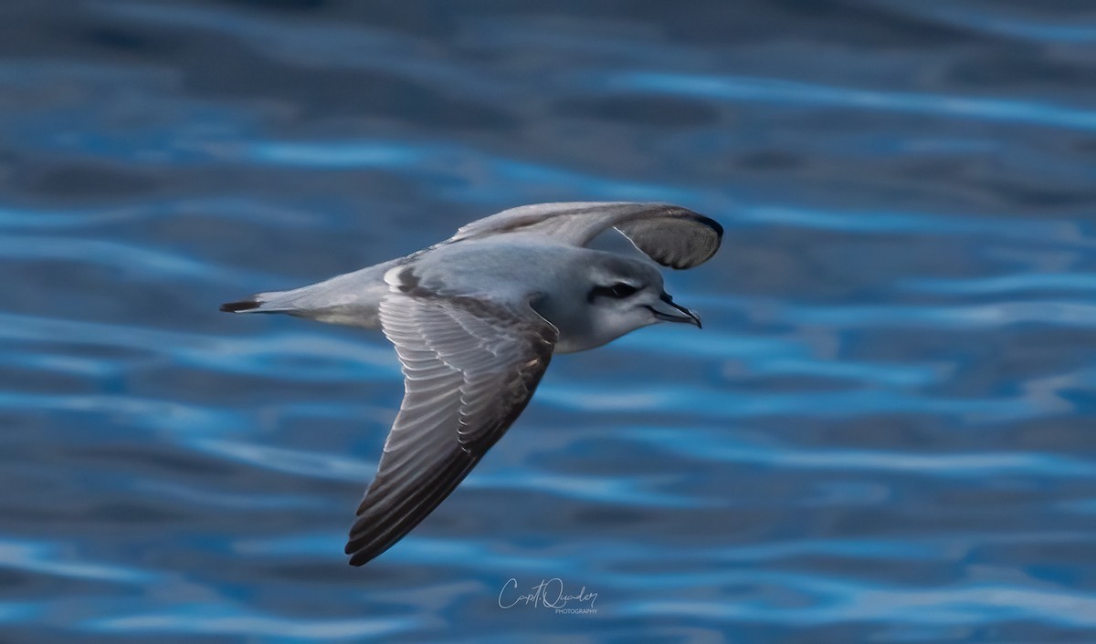 Antarctic Prion - ML638282225