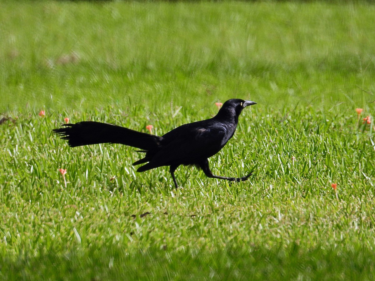 Great-tailed Grackle - ML638282226